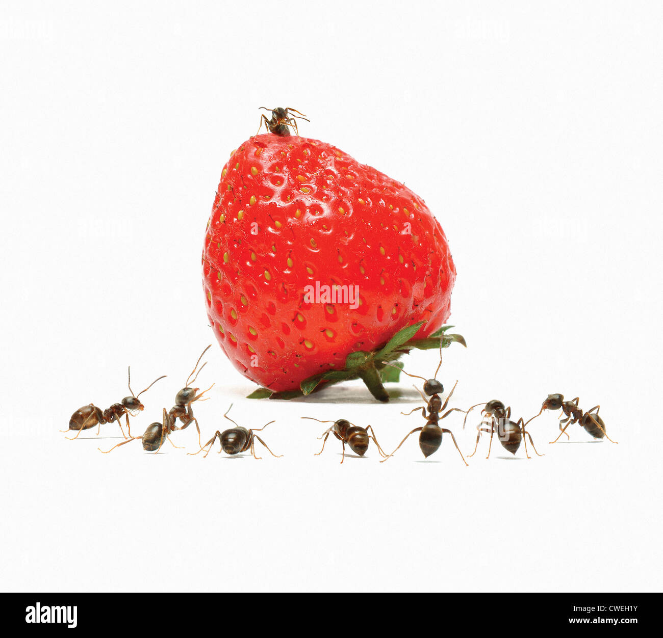 ant on strawberry other watching Stock Photo Alamy