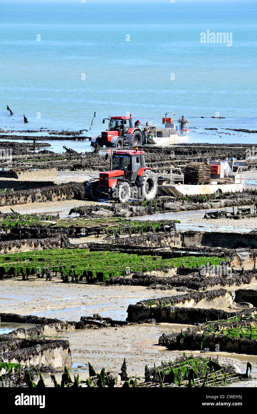 oyster beds at low tide, Cancale, Ile et Vilaine, Brittany, France Stock Photo