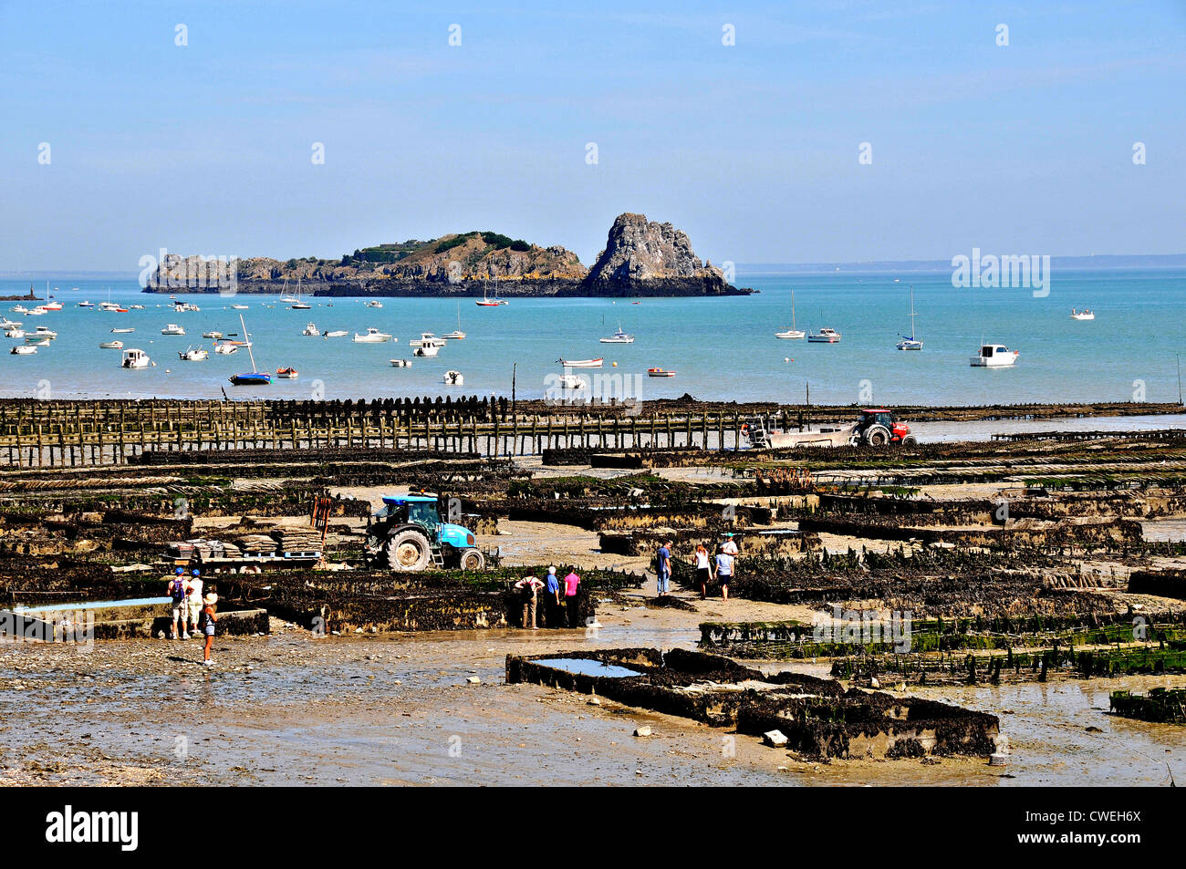 Tourists visiting oyster beds at low tide, Cancale, Ile et Vilaine, Brittany, France Stock Photo