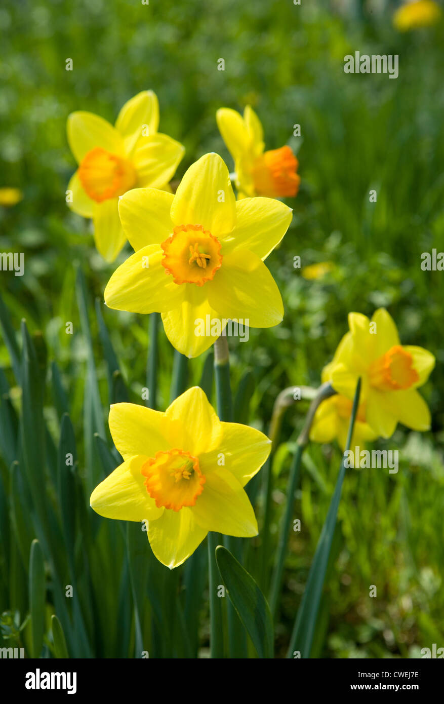 Riedlingen, yellow daffodils Stock Photo
