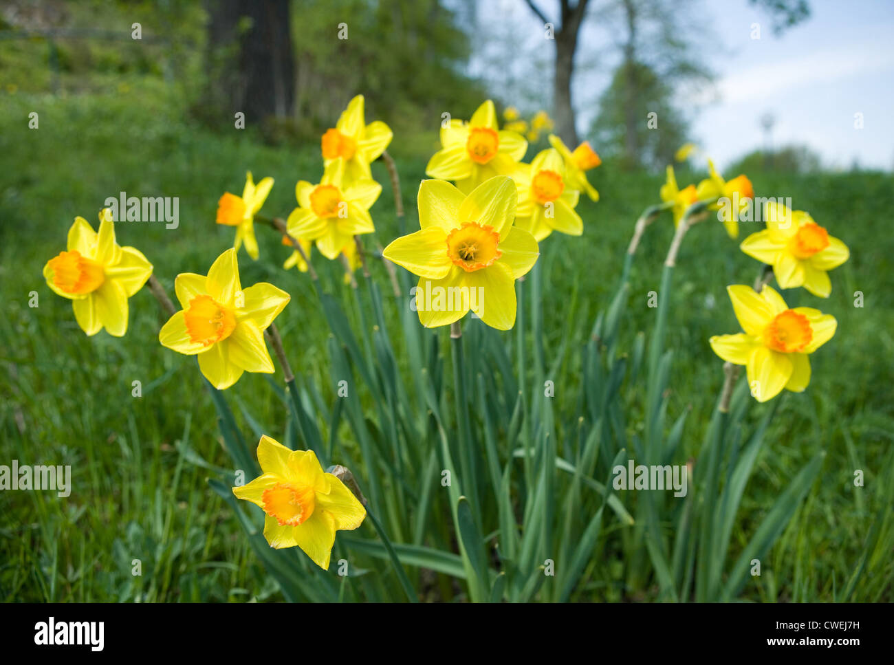 Riedlingen, yellow daffodils Stock Photo