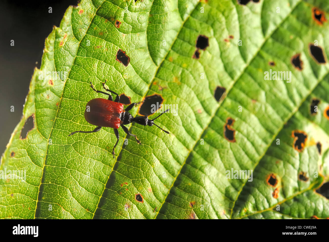 Hazel leaf-roller weevil (Apoderus coryli) on alder's leaf Stock Photo