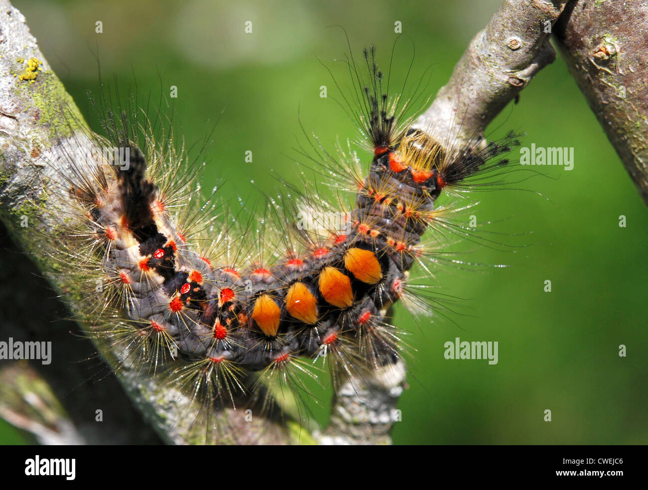 Rusty tussock moth on apple tree Stock Photo