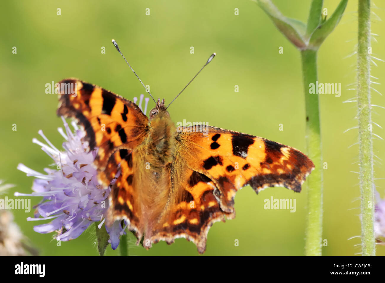 Comma butterfly (Polygonia c-album) Stock Photo