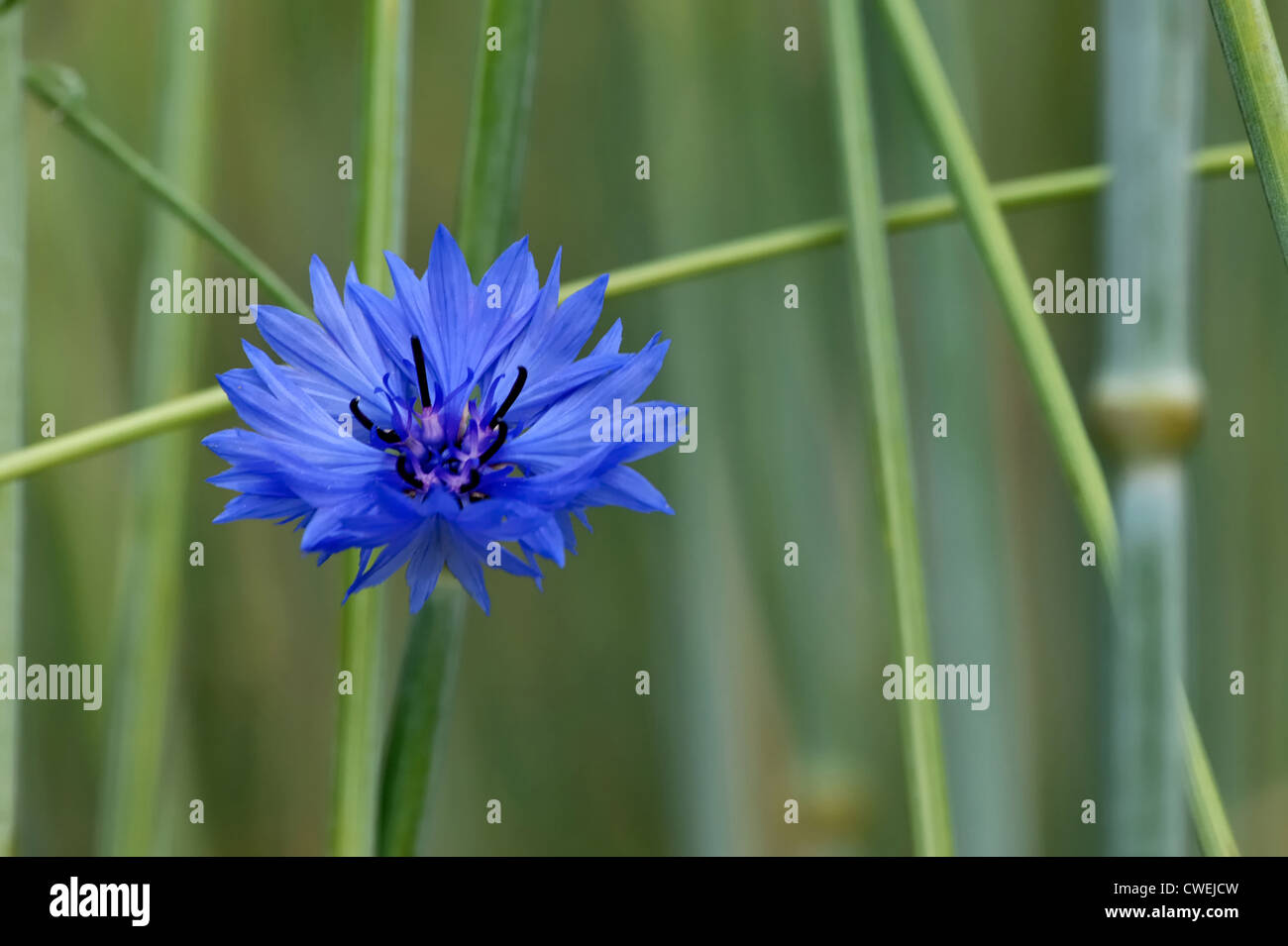 Cornflower, a national flower of Estonia, growing on field of rye Stock Photo