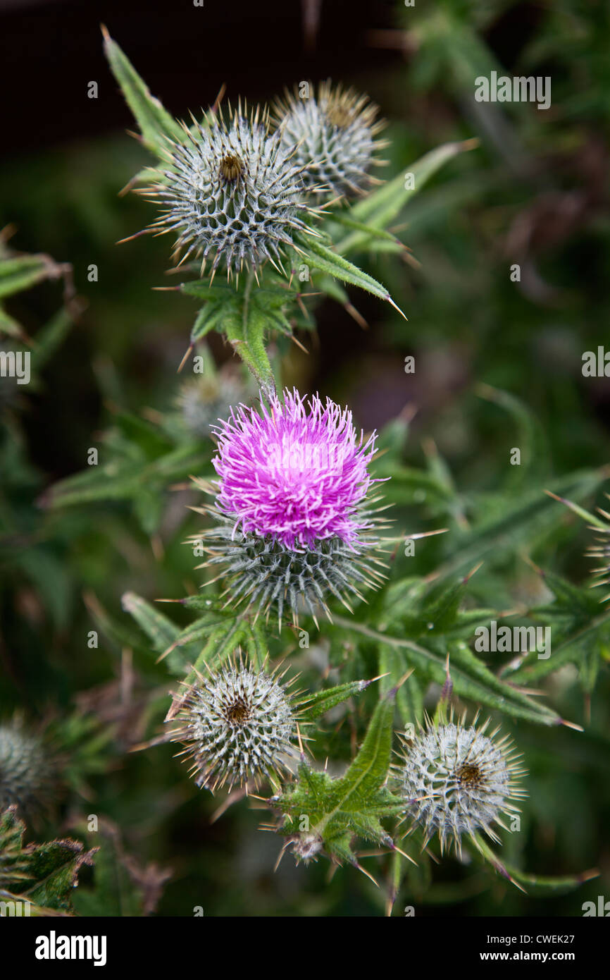 Scottish thistle hires stock photography and images Alamy