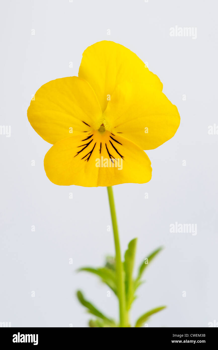 Yellow Winter Pansy. Viola. Violet. Stock Photo