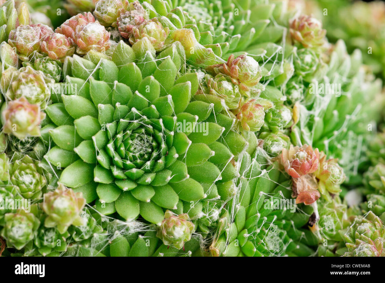 Sempervivum arachnoideum, Cobweb houseleek Stock Photo