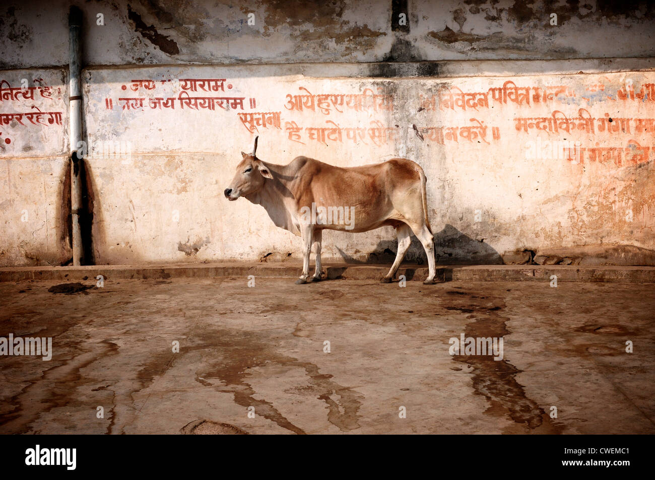 Indian cow with Hindi scripture behind. Stock Photo
