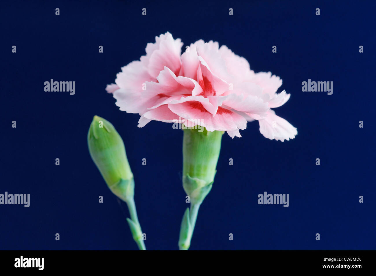 Pink Carnation. Stock Photo