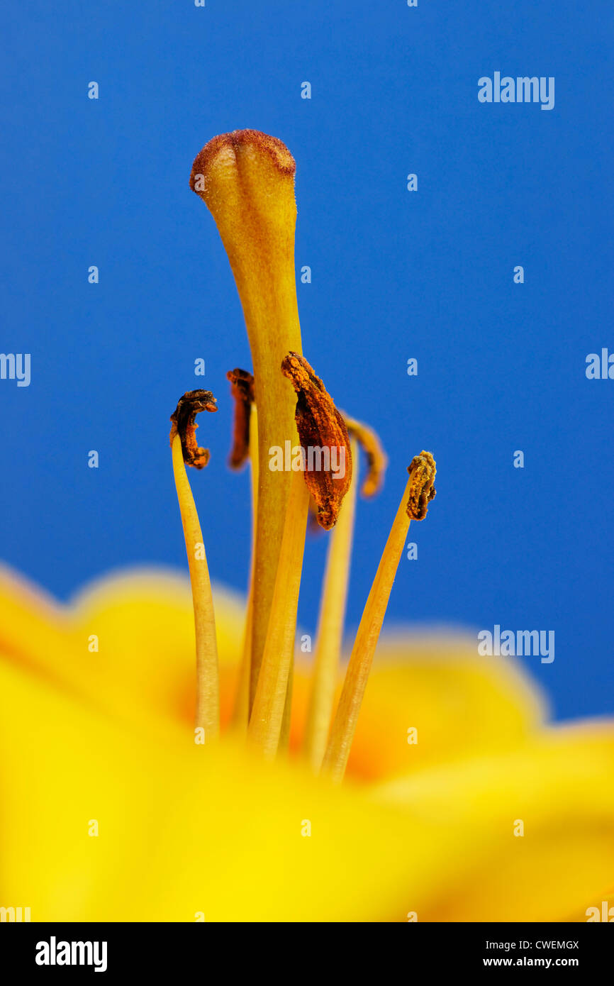 Flower parts of an Asiatic Lily sowing the pistil and stamens Stock Photo
