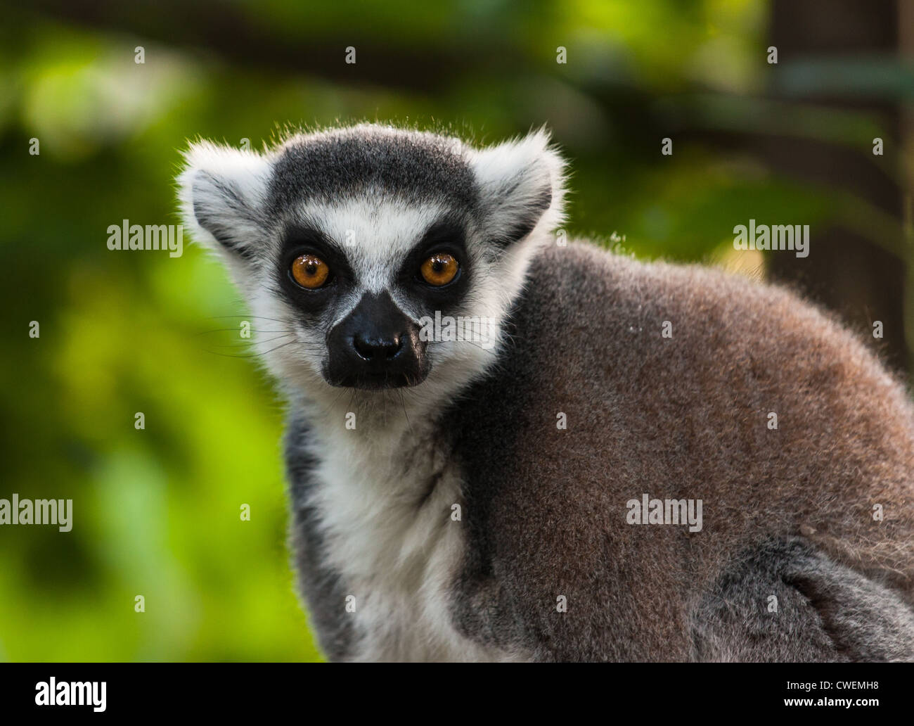 Lemur portrait. Stock Photo