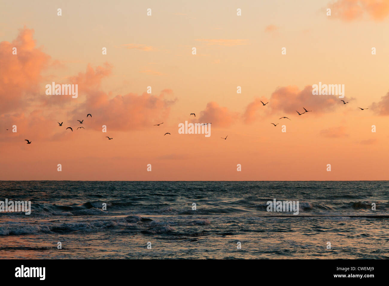Birds flying over sea at sunset, Les Sables d'Olonne, Pays de la Loire, France. Stock Photo