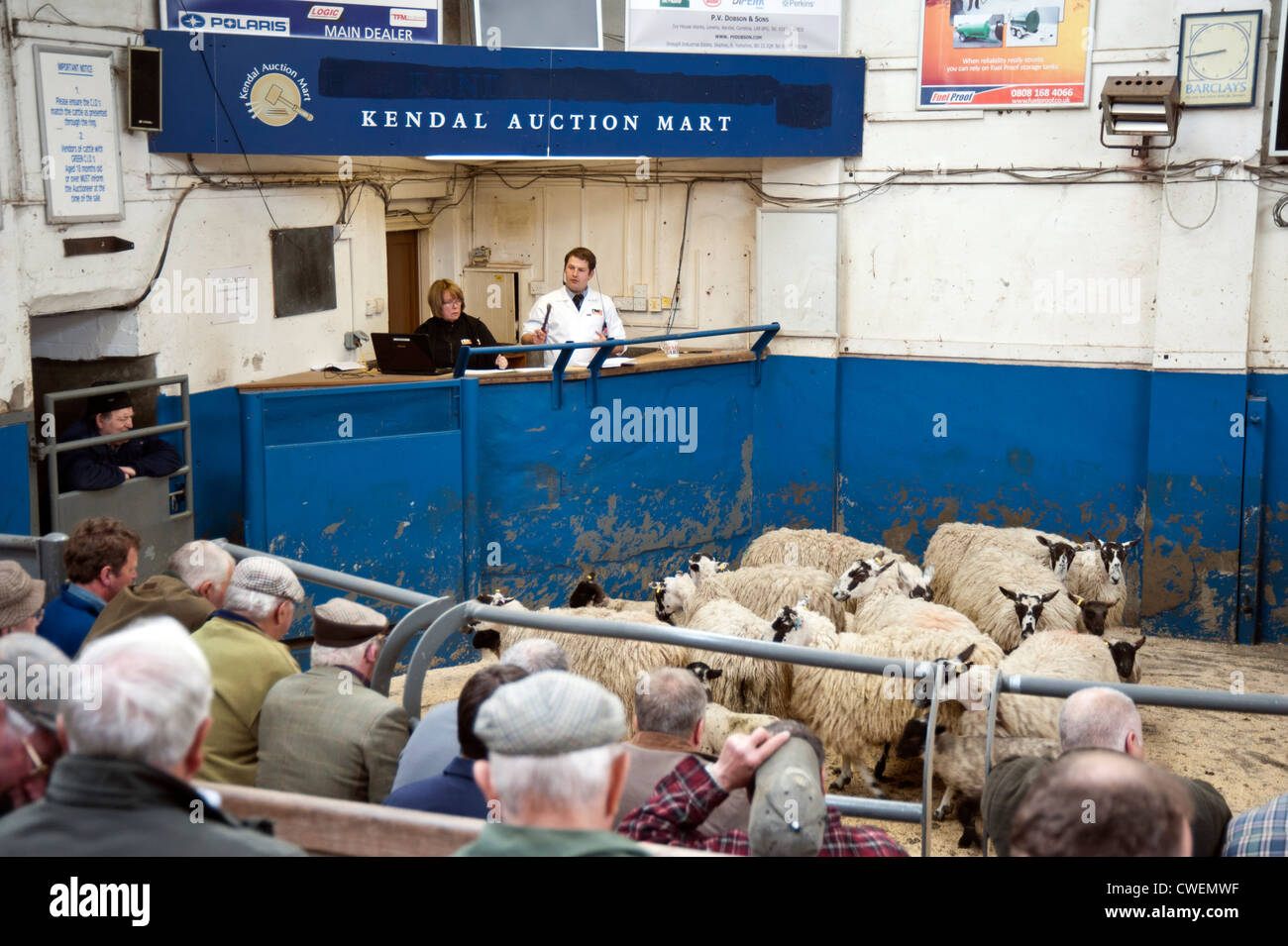 Kendal Auction Market, Cumbria Sheep Day 15 May 2012 Stock Photo