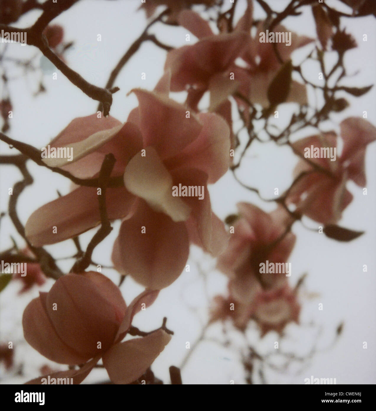 Magnolias in early spring Stock Photo - Alamy