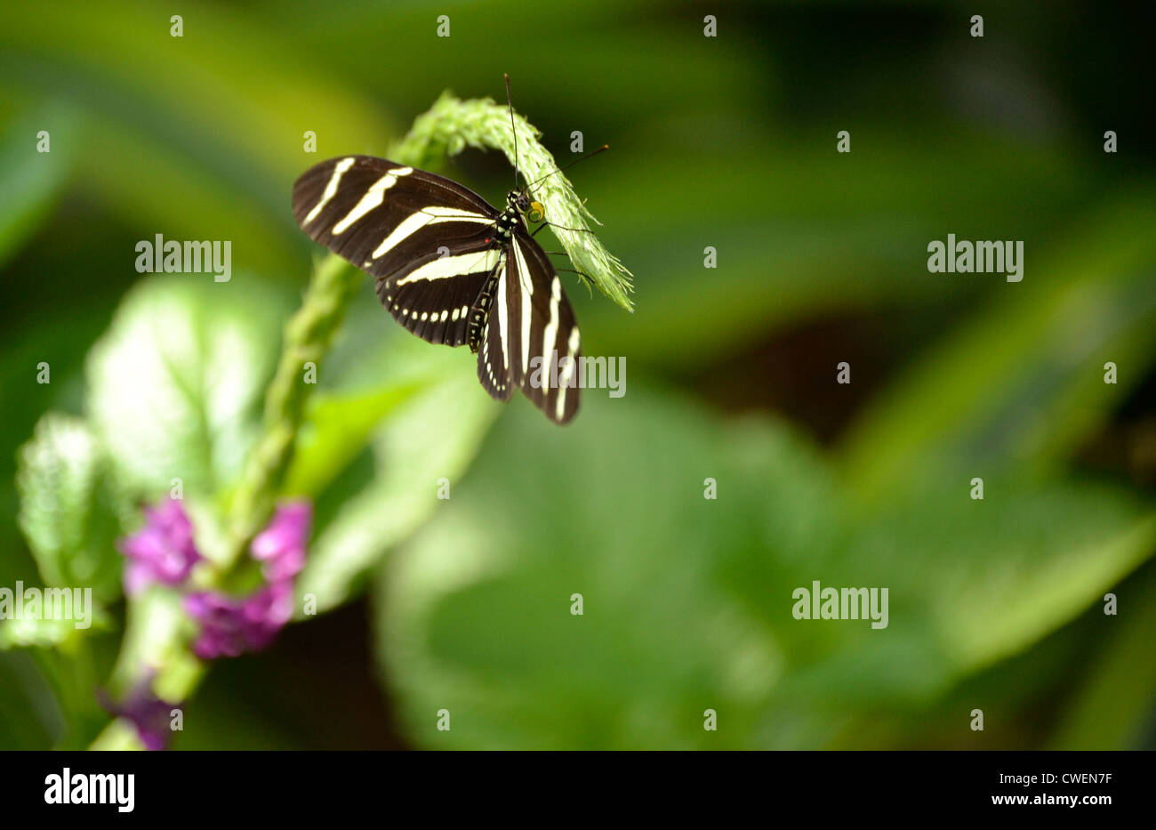 Butterfly macro Stock Photo