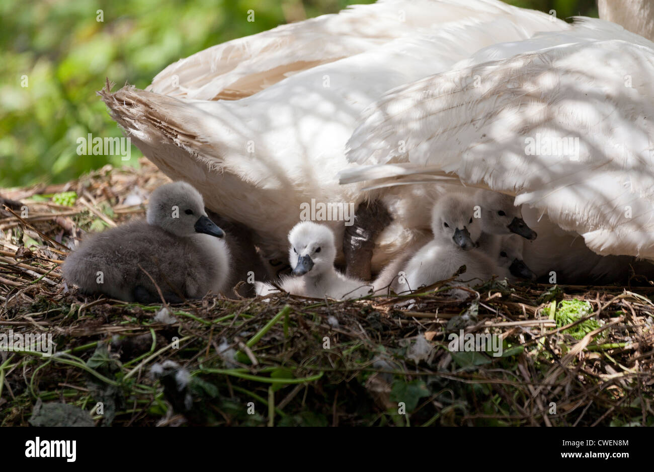 Female swan on nest with group of five cygnets Stock Photo
