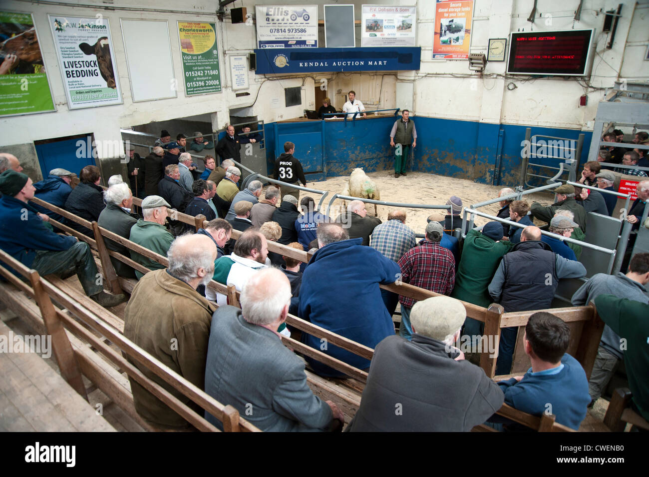 Kendal Auction Market, Cumbria Sheep Day 15 May 2012 Stock Photo