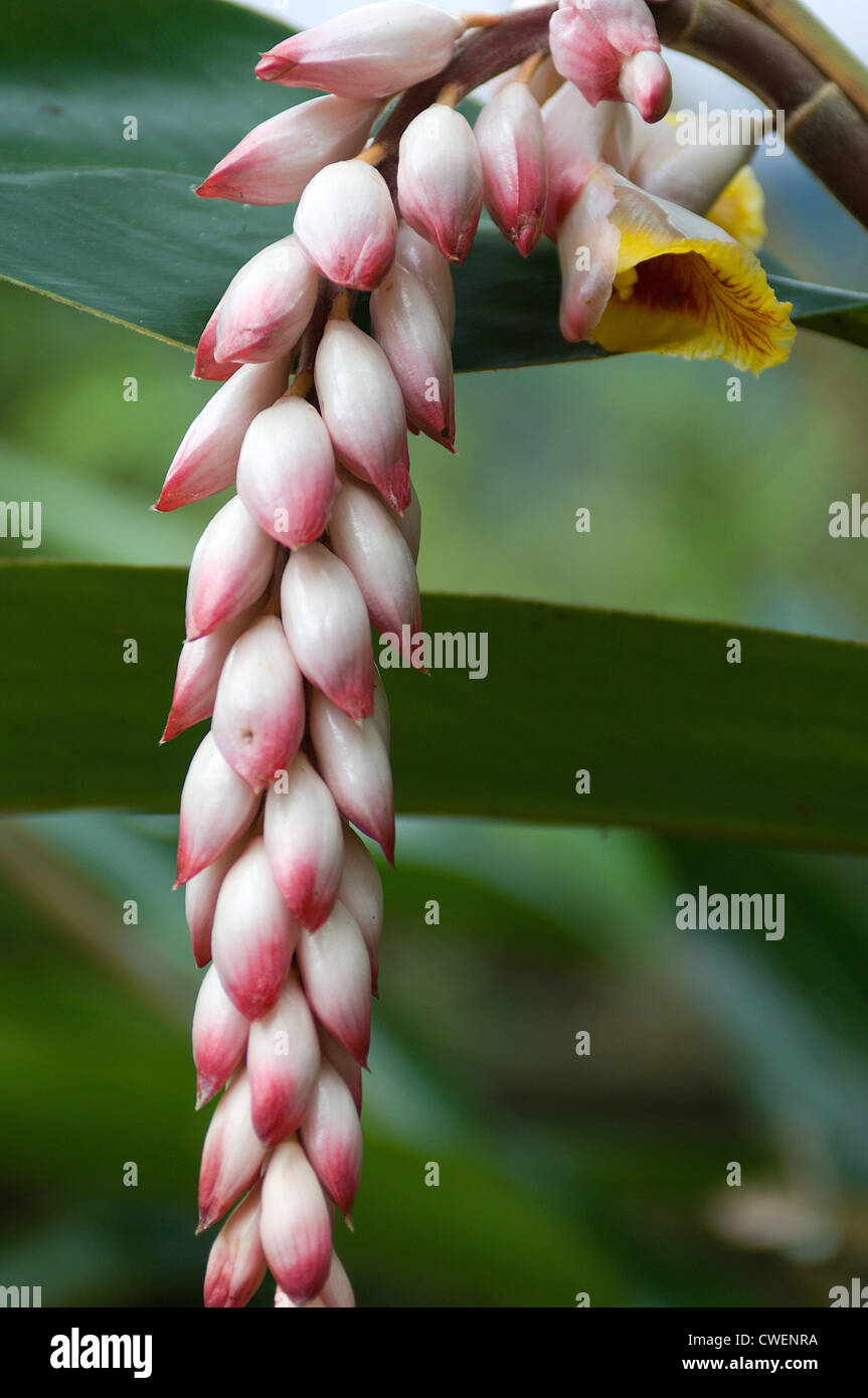 Costa Rica abounds in exotic tropical flowers and plants. This is a shell ginger flower. Stock Photo