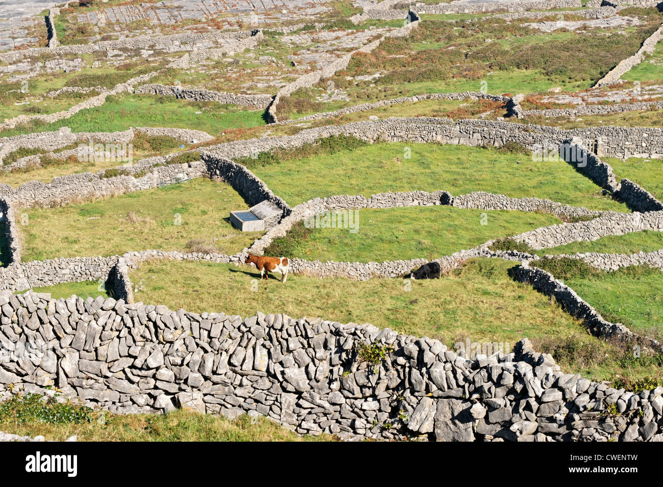 Grass fields and dry stone walls on Inis Meain, Aran Islands, County Galway, Connaught, Ireland. Stock Photo