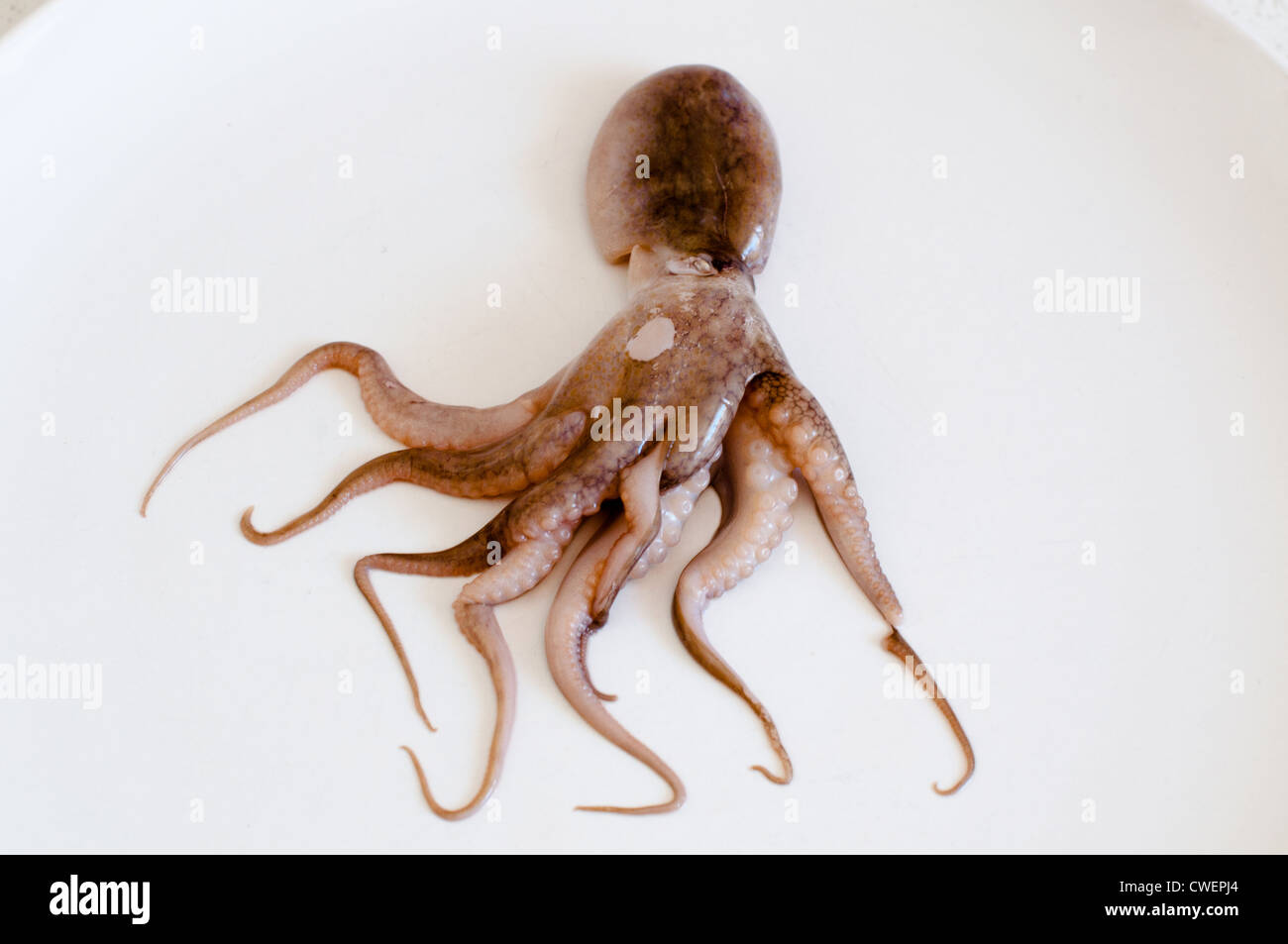 One raw baby octopus (Moscardini) arranged on a white plate Stock Photo