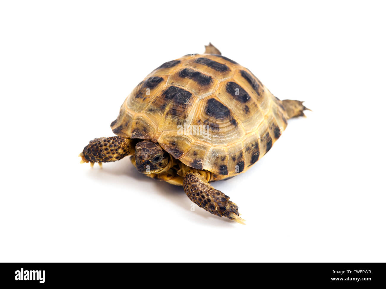 Asian or Russian tortoise on white background Stock Photo