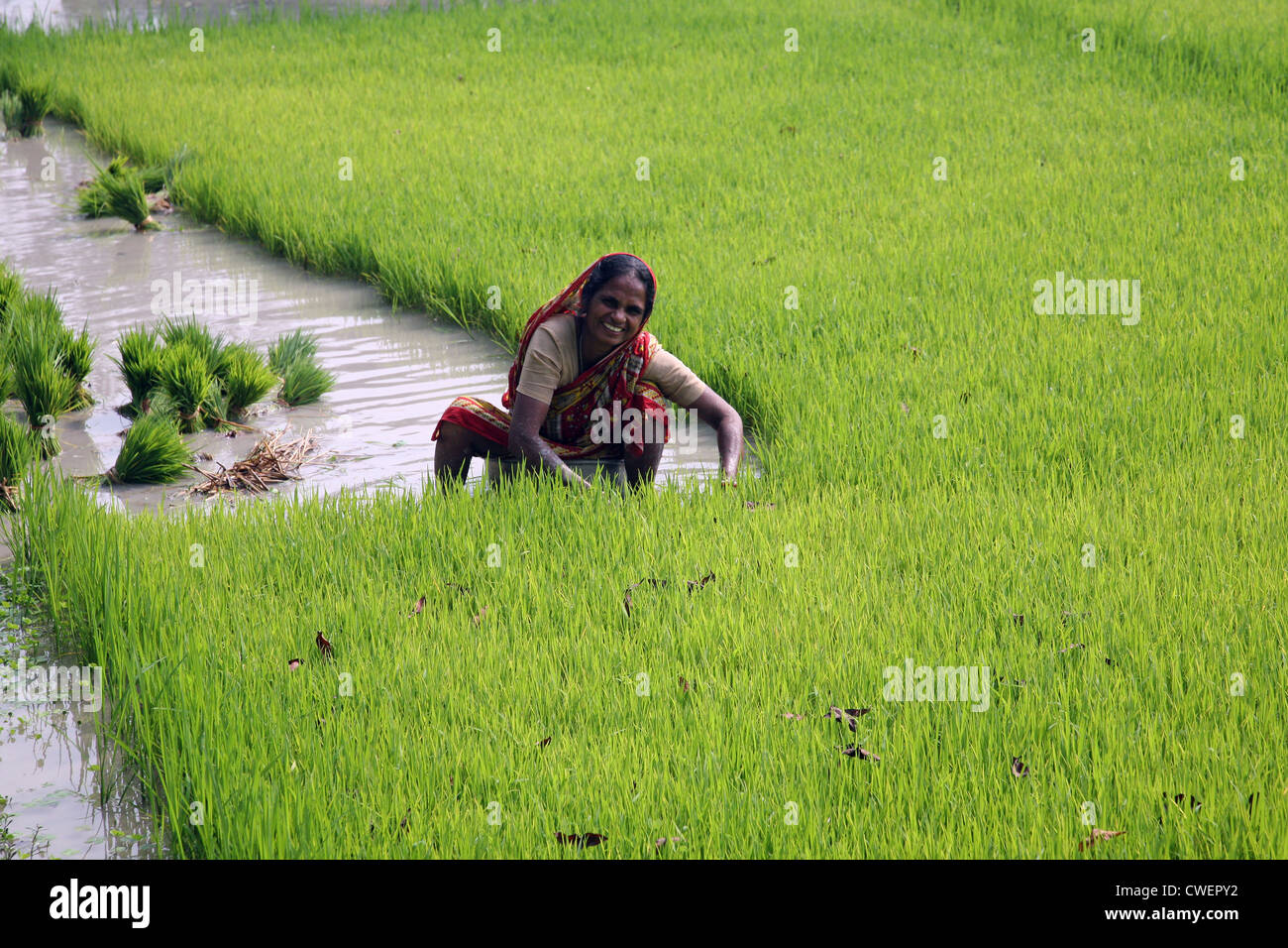Rural woman working in rice plantation in Basanti, West Bengal, India Stock Photo