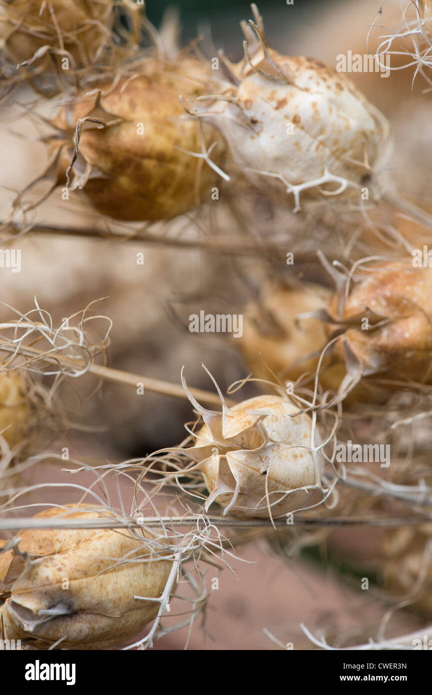 Nigella hispanica.  Love-in-a-mist dried seed pods Stock Photo