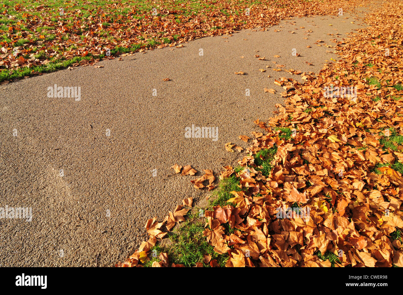 Empty alley in the park in autumn Stock Photo - Alamy