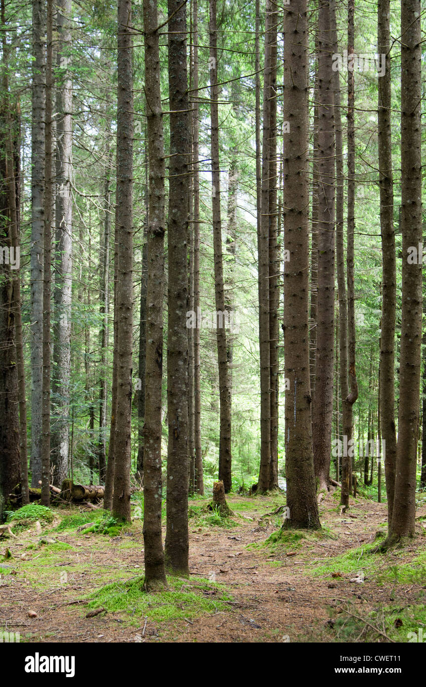 green forest background in a sunny day Stock Photo - Alamy