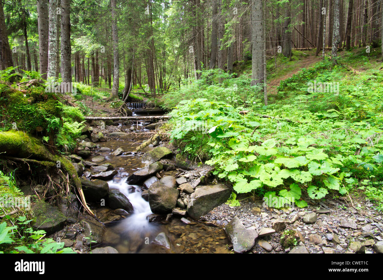 Sunny forest day hi-res stock photography and images - Alamy