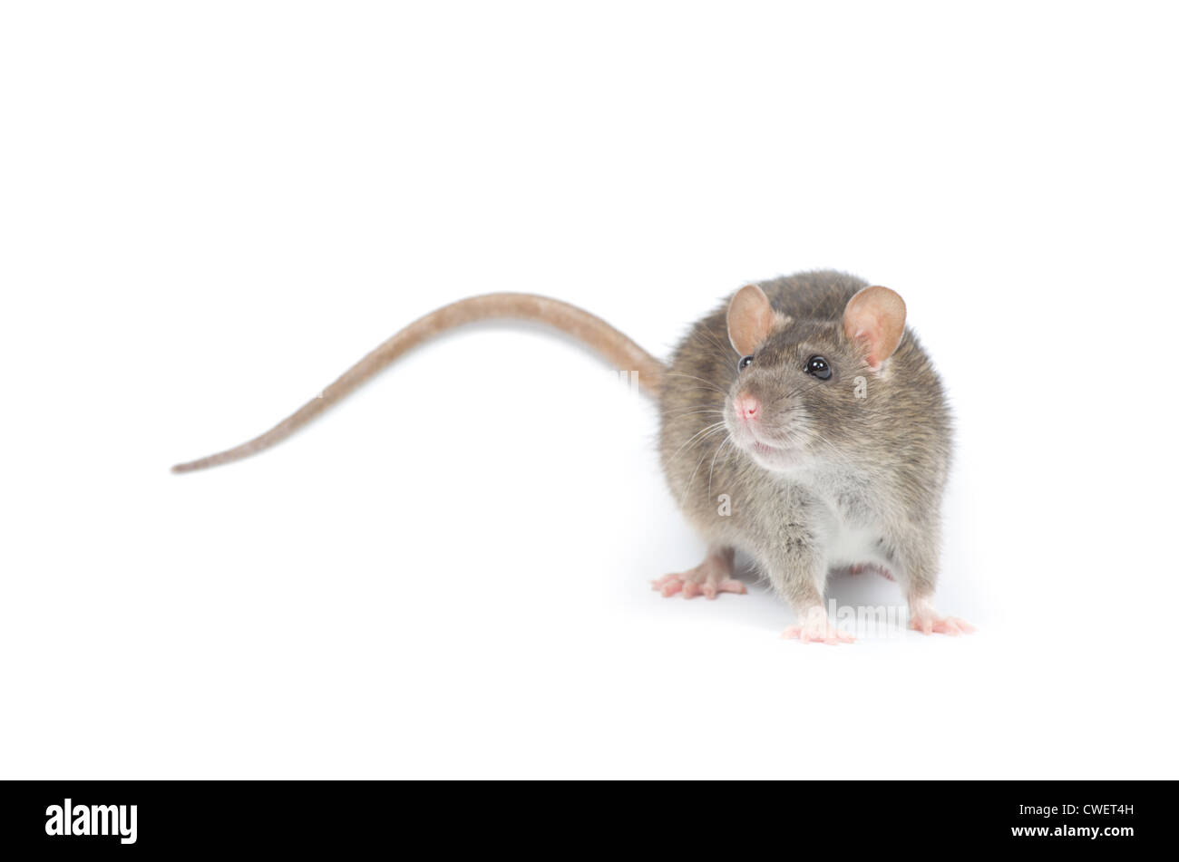 rat isolated on white background Stock Photo - Alamy