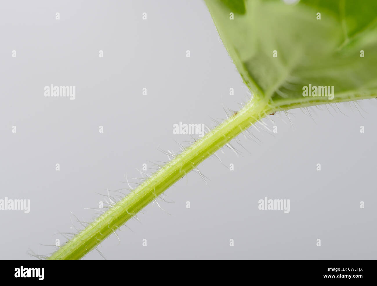Trichomes (hairs) along the stem of a watermelon plant, Citrullus lanatus Stock Photo