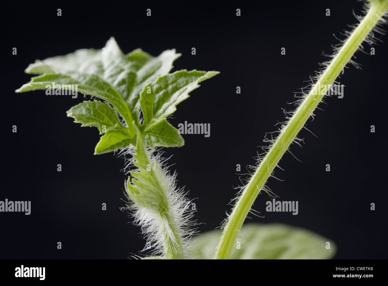 Trichomes (hairs) along the stem of a watrmelon plant, Citrullus lanatus Stock Photo