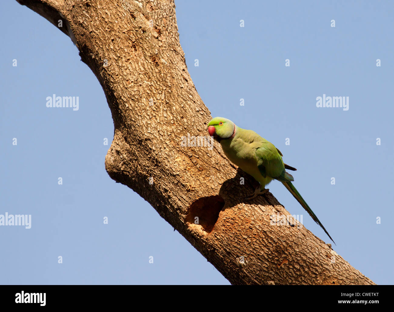 'The Rose-ringed Parakeet (Psittacula krameri), also known as the Ringnecked Parakeet, is a gregarious tropical parakeet species Stock Photo