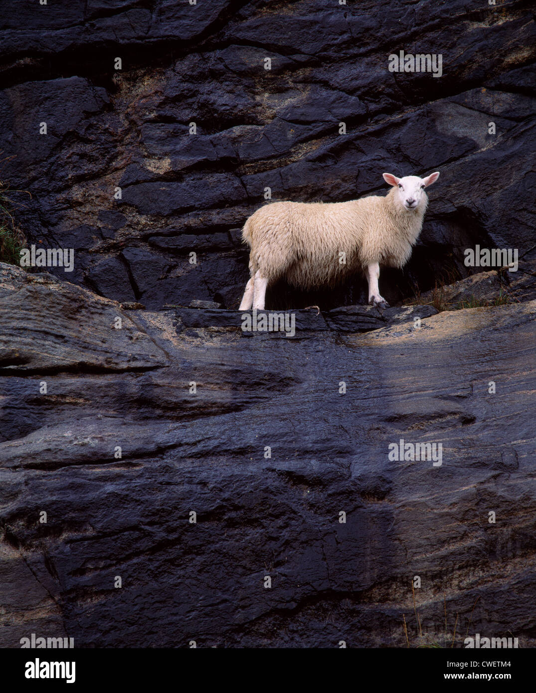 A sheep stuck on a narrow ledge on a cliff face. Stock Photo