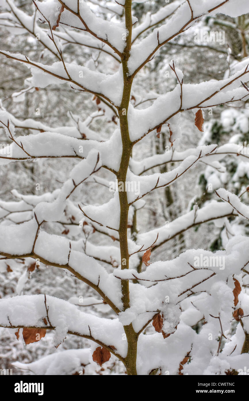 Abstract frozen tree branches hi-res stock photography and images - Alamy