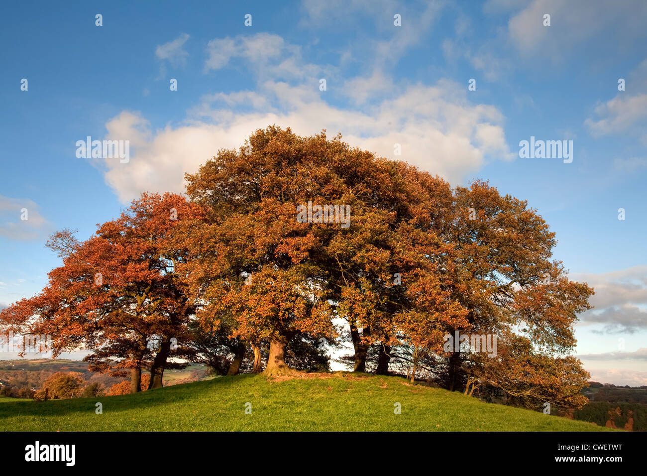 Autumn tress hi-res stock photography and images - Alamy