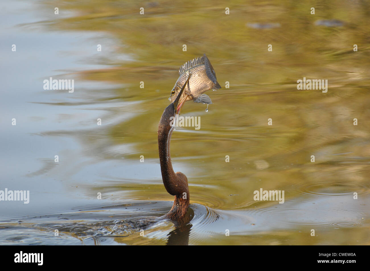 A fishing cormorant with a fish impaled on its beak. Stock Photo