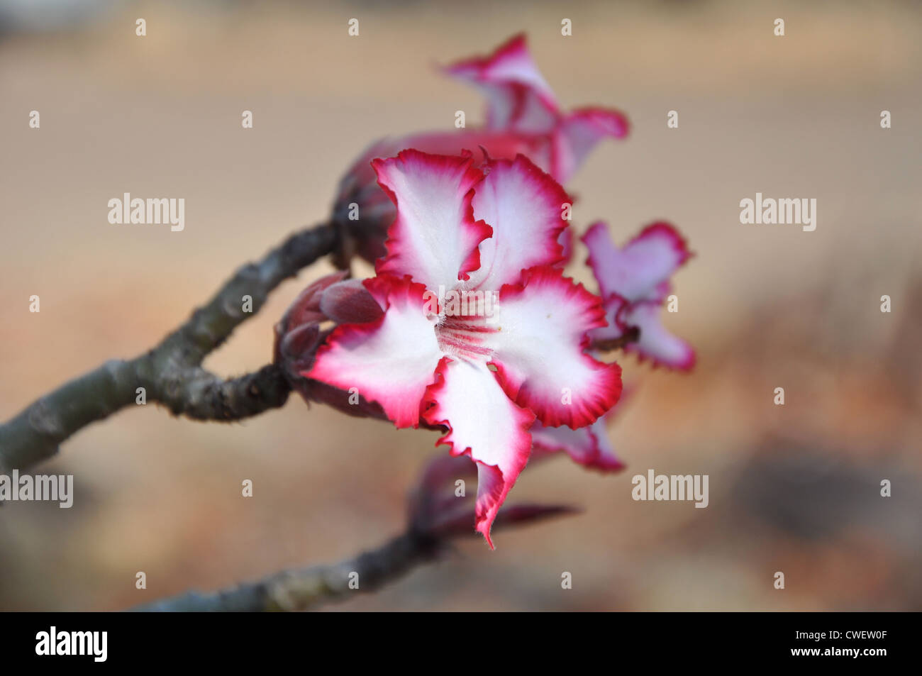 Impala lily, a flower of Southern Africa Stock Photo Alamy