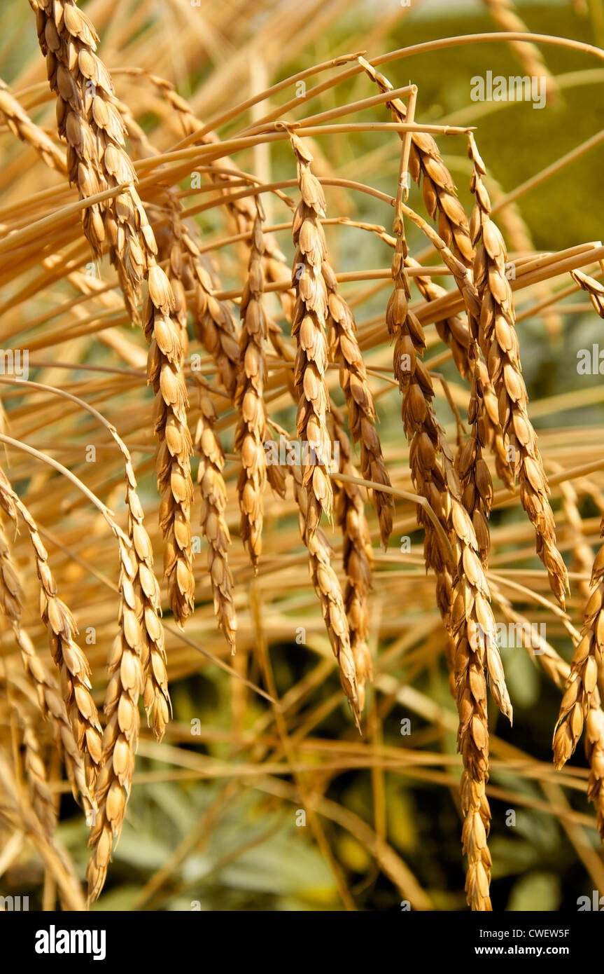 Spelt (Triticum spelta) is a traditional species of wheat that used to be very popular in the middle ages in Europe. Stock Photo