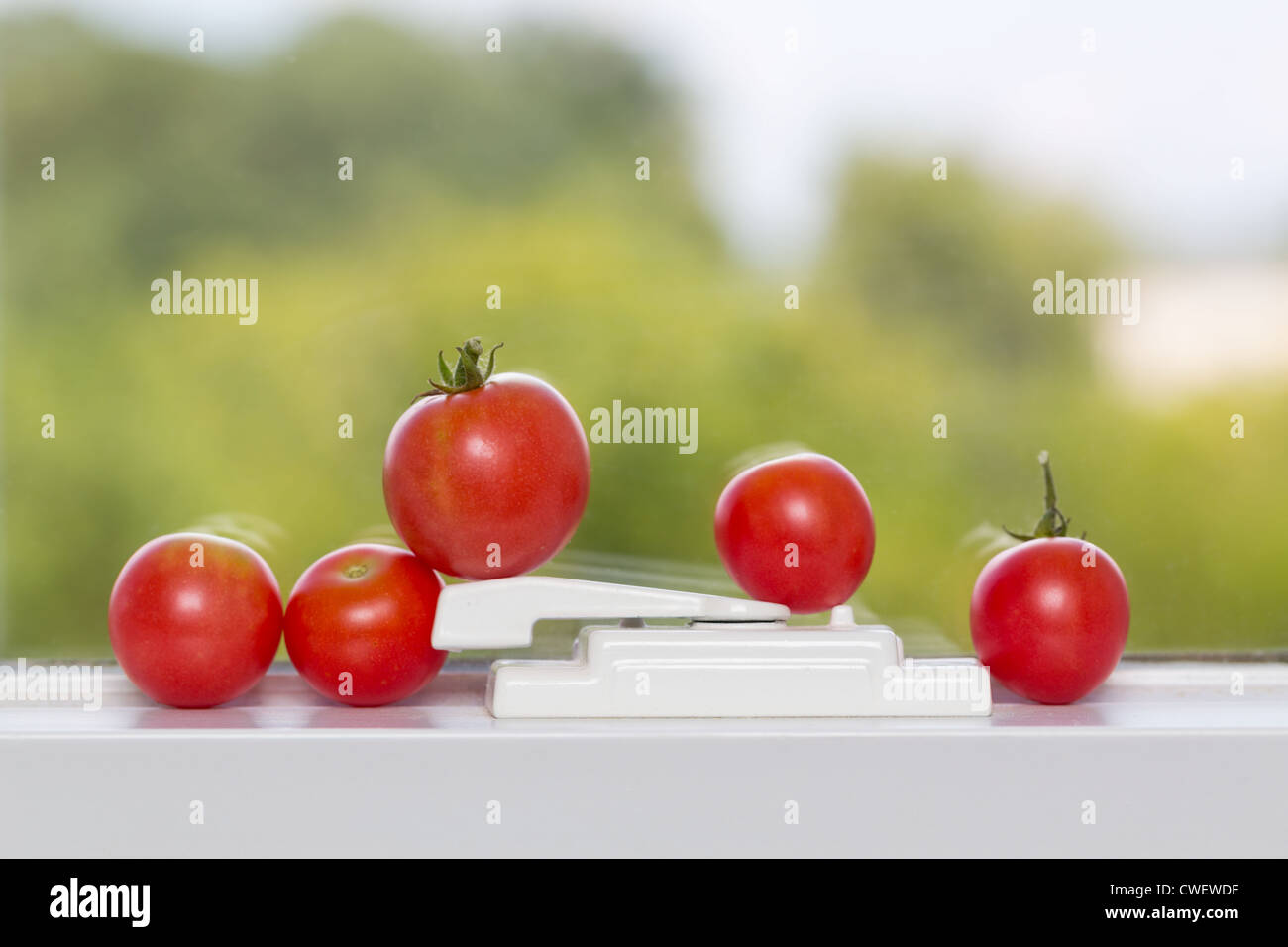 Row of home grown tomatoes ripening on window sill in sunshine Stock Photo