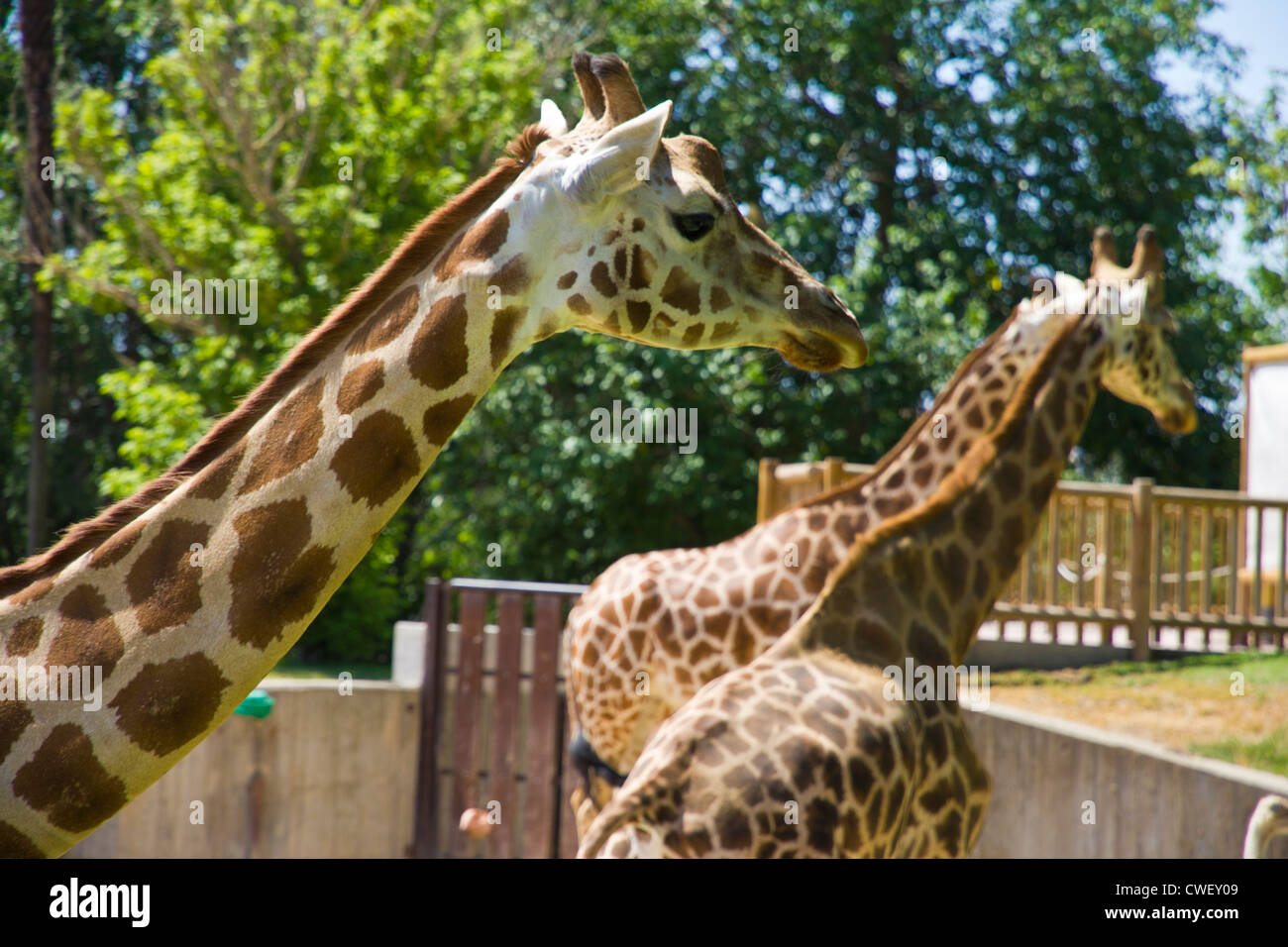 Zoo with giraffes hi-res stock photography and images - Alamy