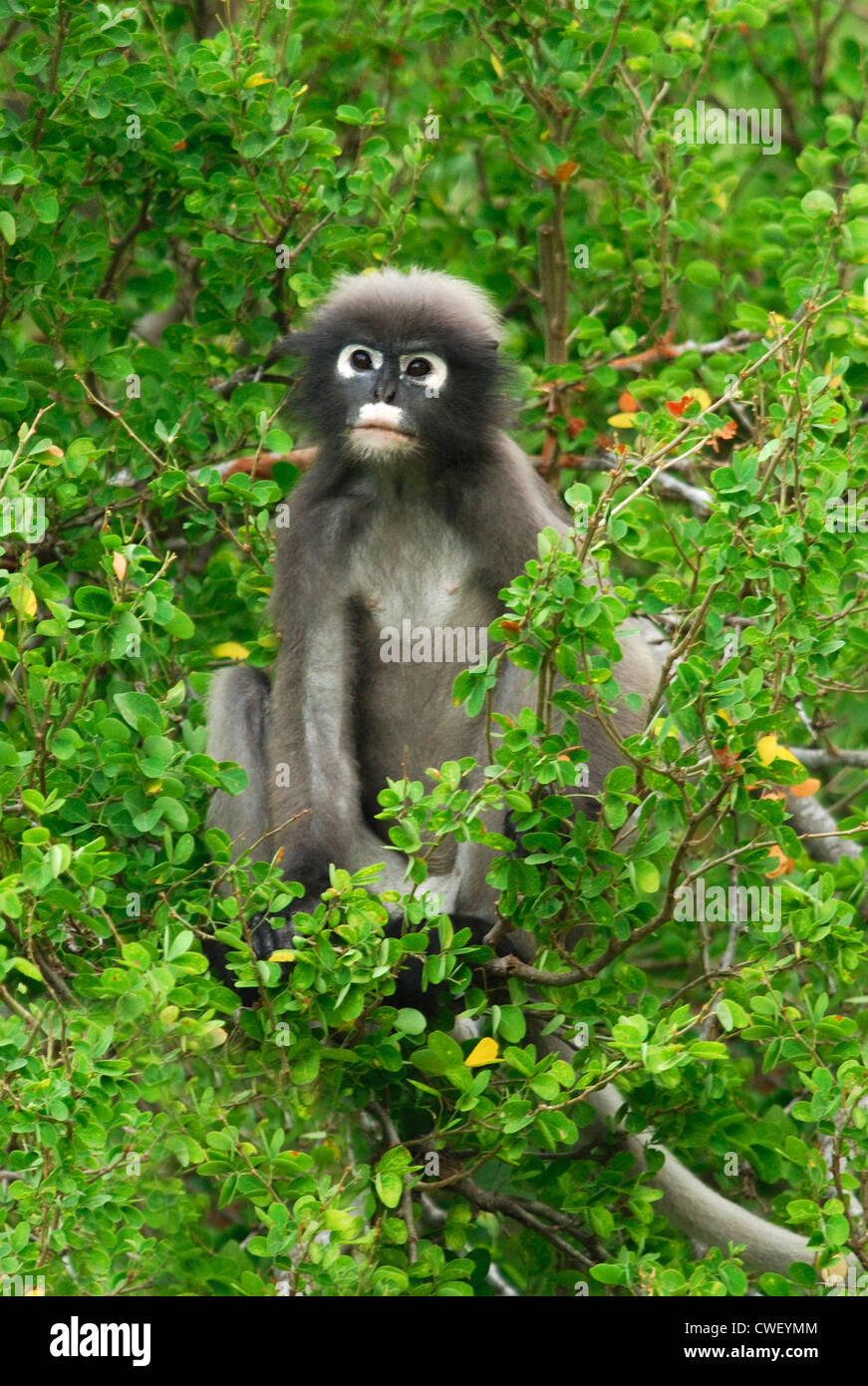 Thailand, portrait of dusky leaf monkey stock photo