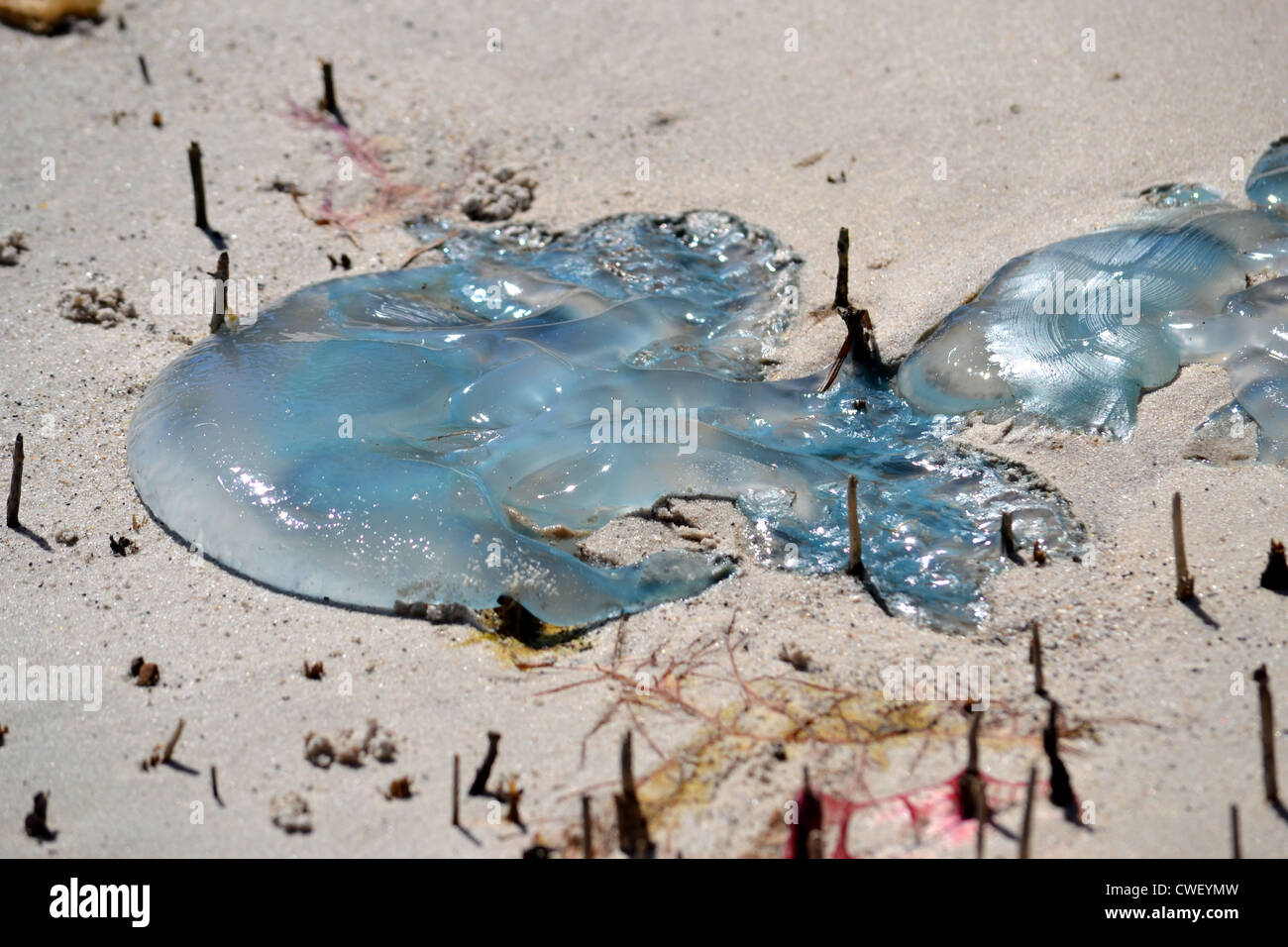 Blue Blubber (Catostylus mosaicus) Jellyfish washed up on a beach at