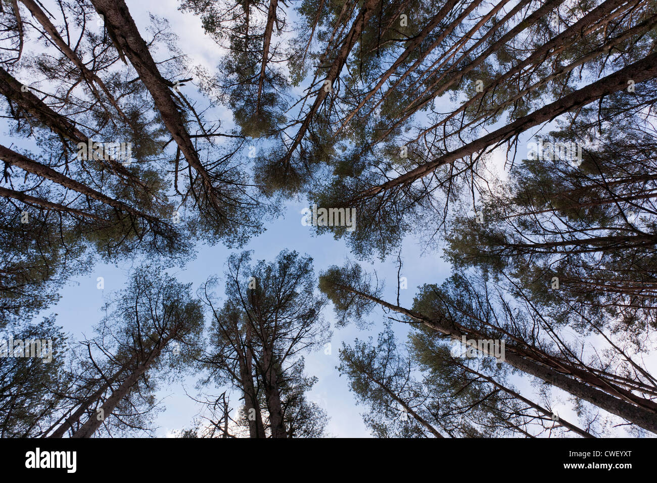 Looking Up Through Tall Pine Trees Stock Photo