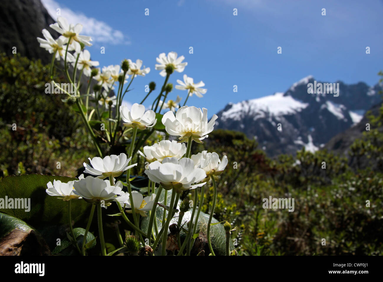 Mount Cook Lilies at the Milford Road, Southland, South island, New Zealand Stock Photo