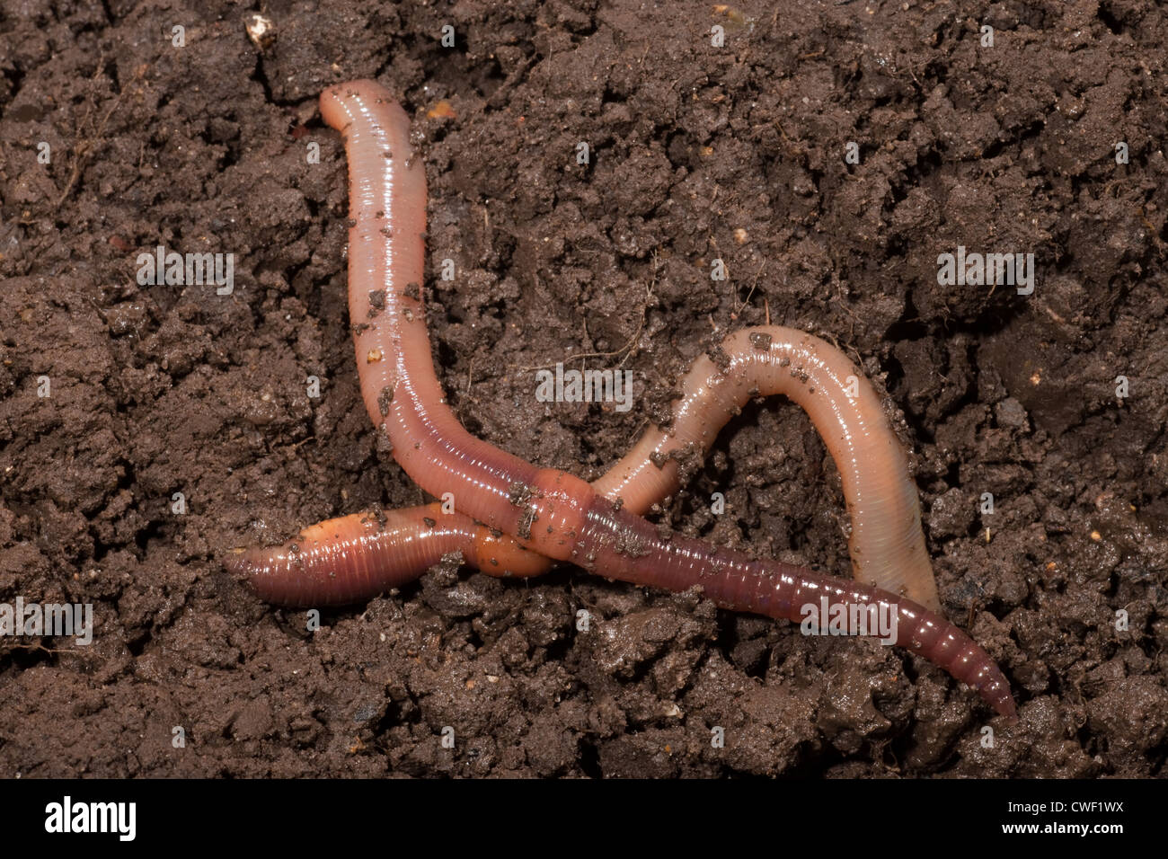 Earthworms (Lumbricus terrestris). Stock Photo
