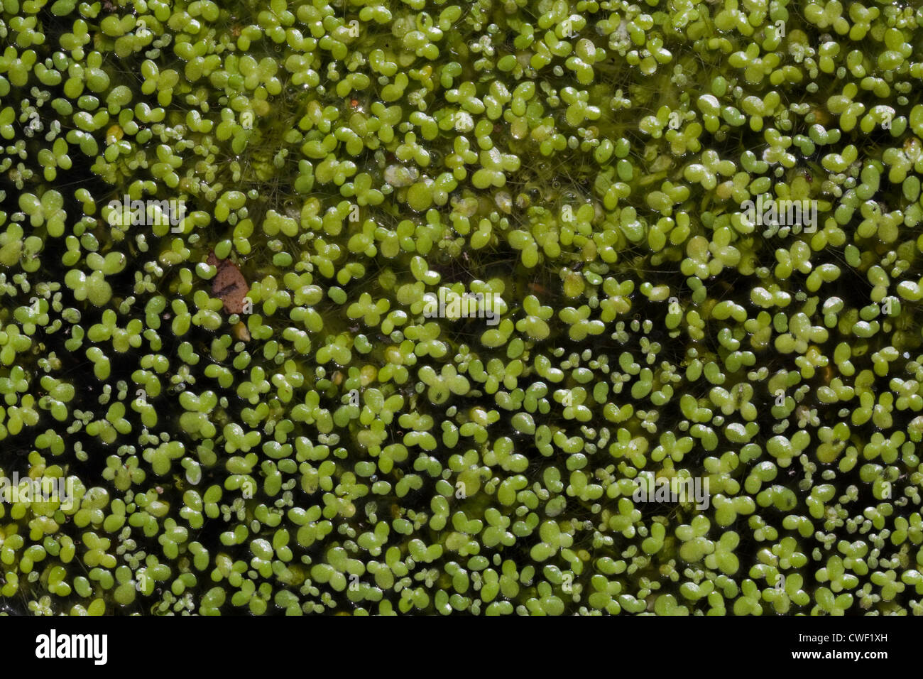 Duckweed (Lemna sp. ). Reproduction is most frequent by asexual clonal spread; vegetative reproduction. Stock Photo
