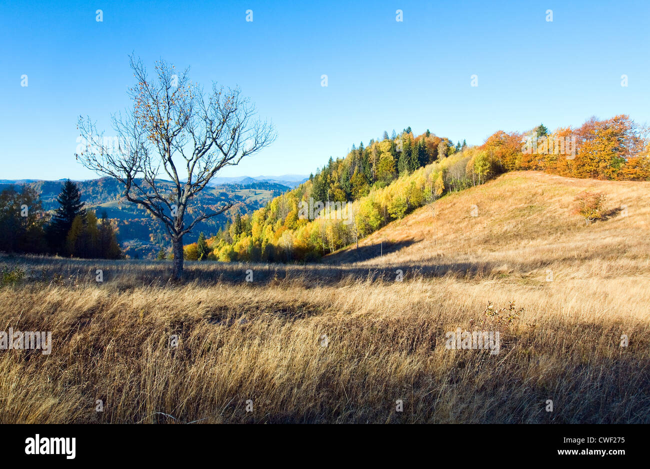 Autumn mountain Nimchich pass (Carpathian, Ukraine) and colorful trees on hill. Stock Photo